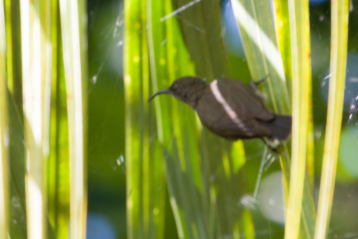 Seychelles Sunbird - ML595433461