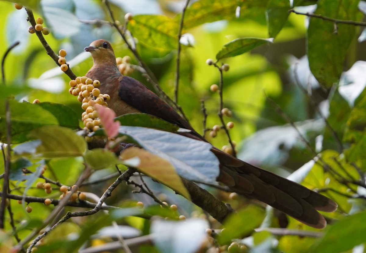 Sultan's Cuckoo-Dove - ML595433751