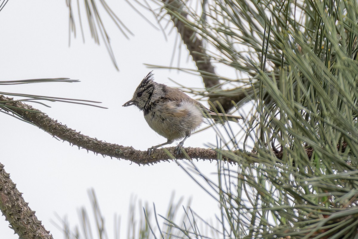 Crested Tit - ML595434401