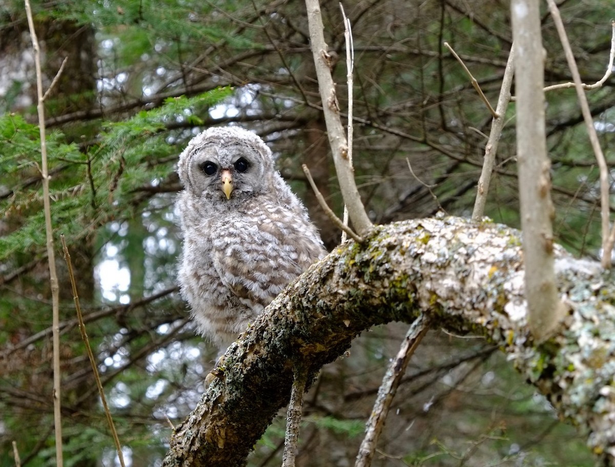 Barred Owl - ML59543521