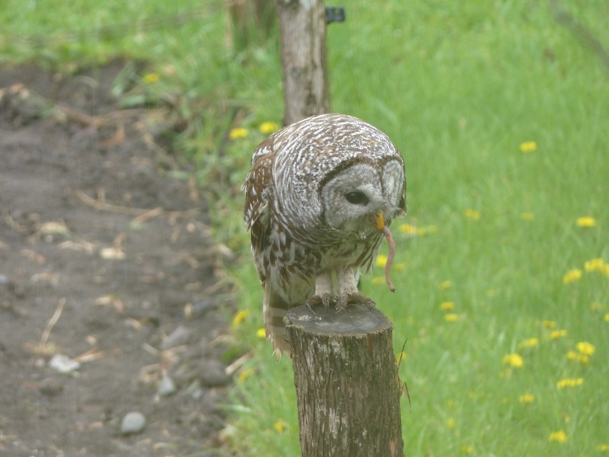Barred Owl - ML59543531
