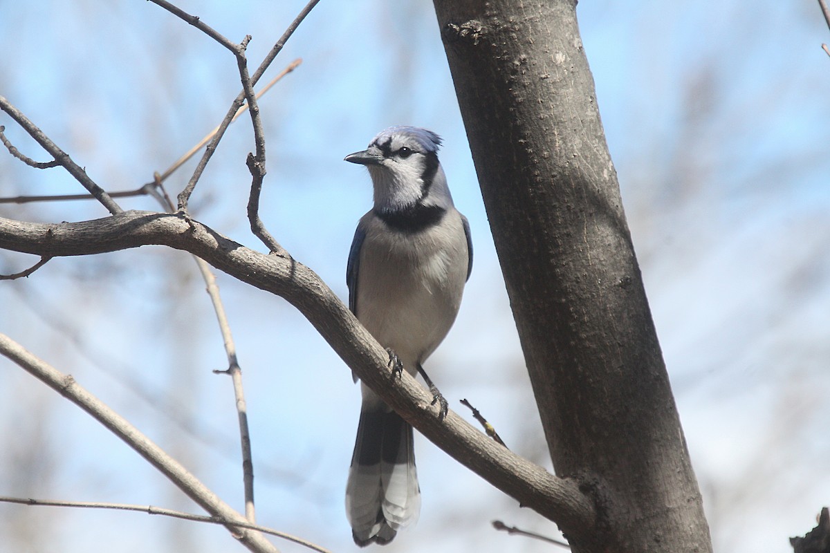 Blauhäher - ML595435481