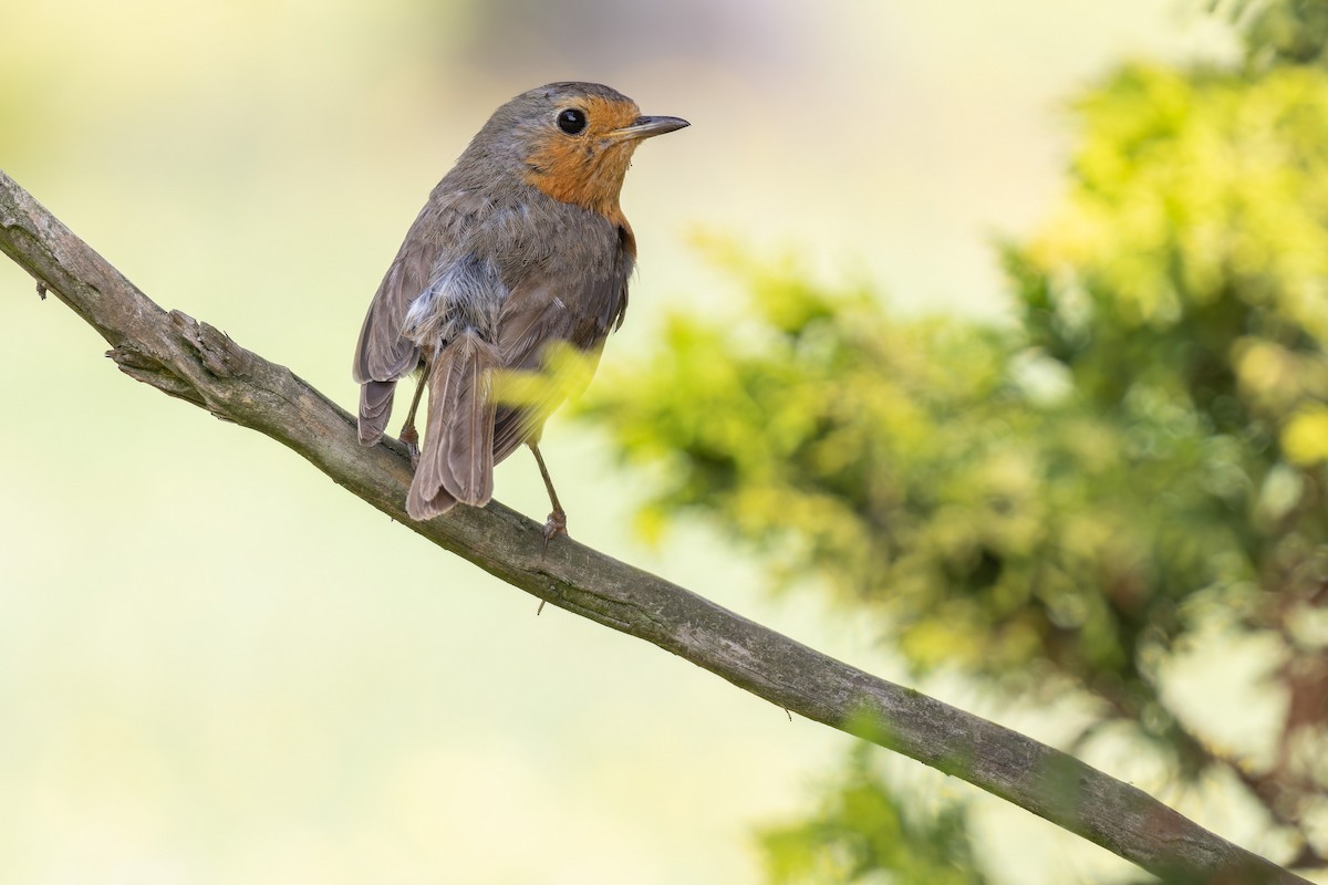 European Robin - ML595436151