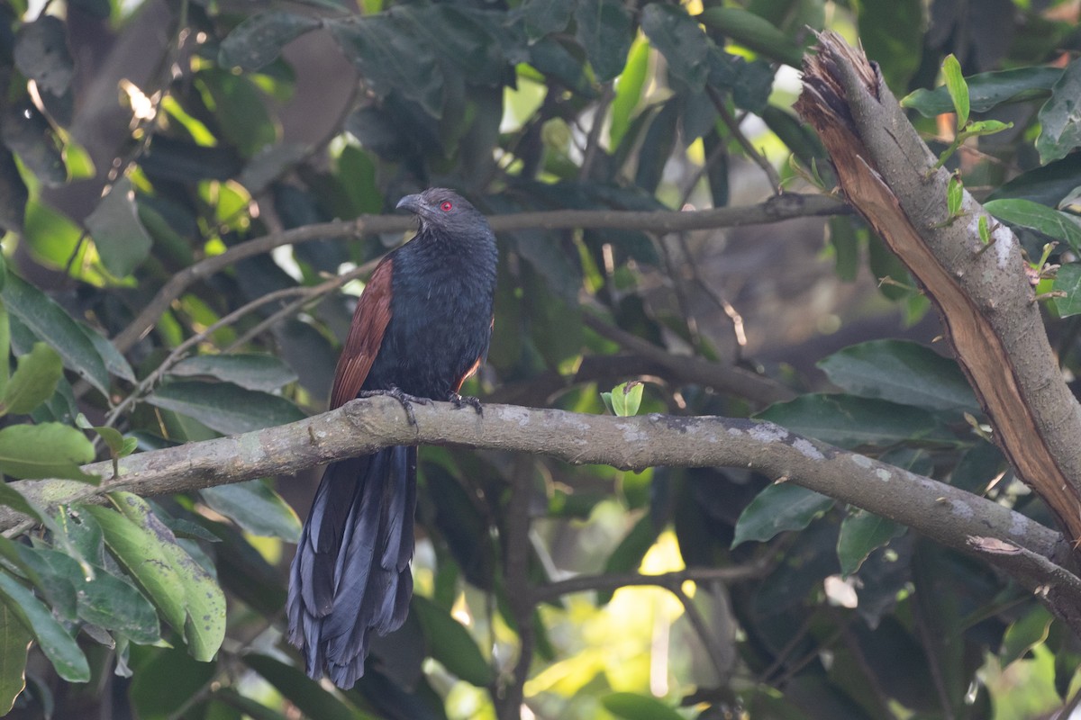 Greater Coucal - ML595436561