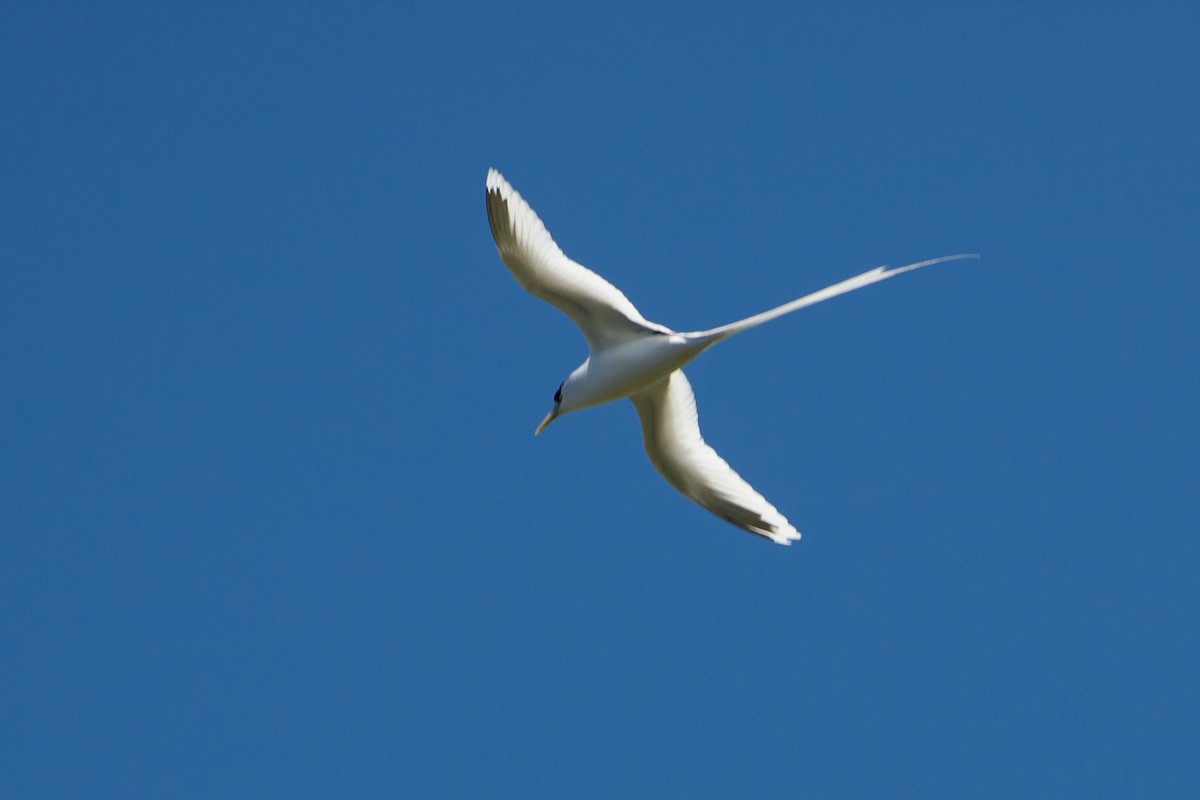 White-tailed Tropicbird - ML595437321