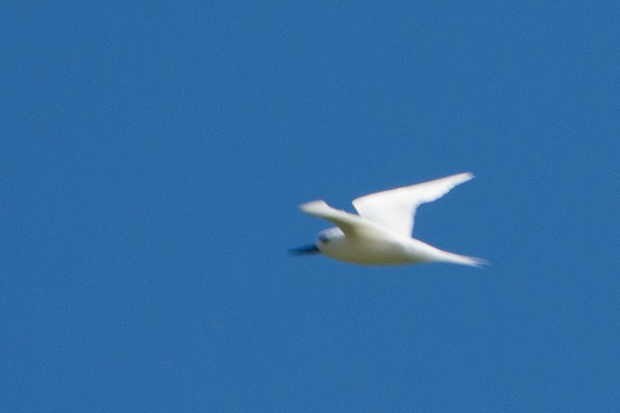 White Tern - ML595437451