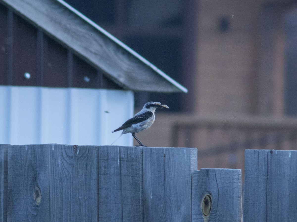 Northern Wheatear (Eurasian) - ML595437831