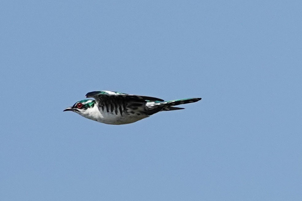 Dideric Cuckoo - Edurne Ugarte