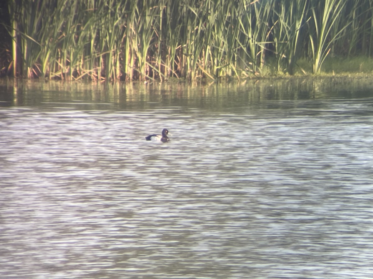 Lesser Scaup - ML595438001