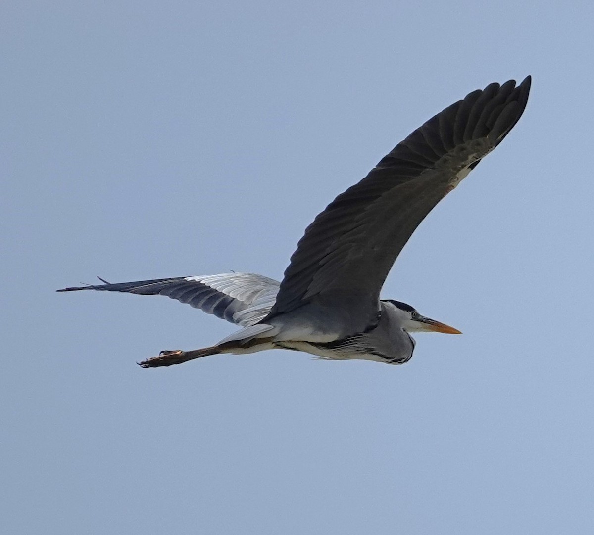 Gray Heron - ML595438141