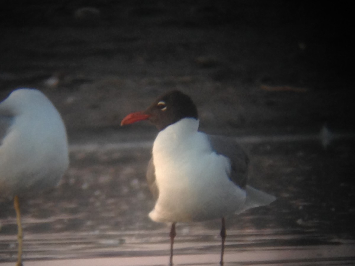 Laughing Gull - David Pryor