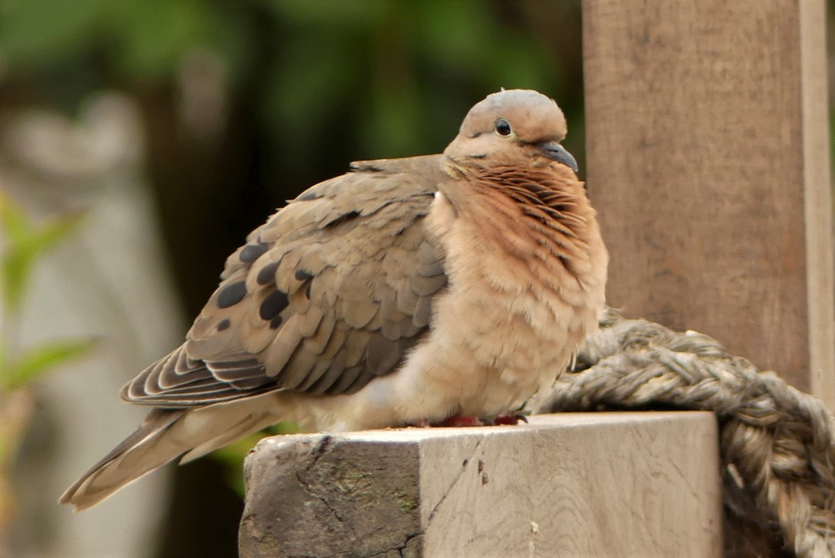 Eared Dove - ML59543851