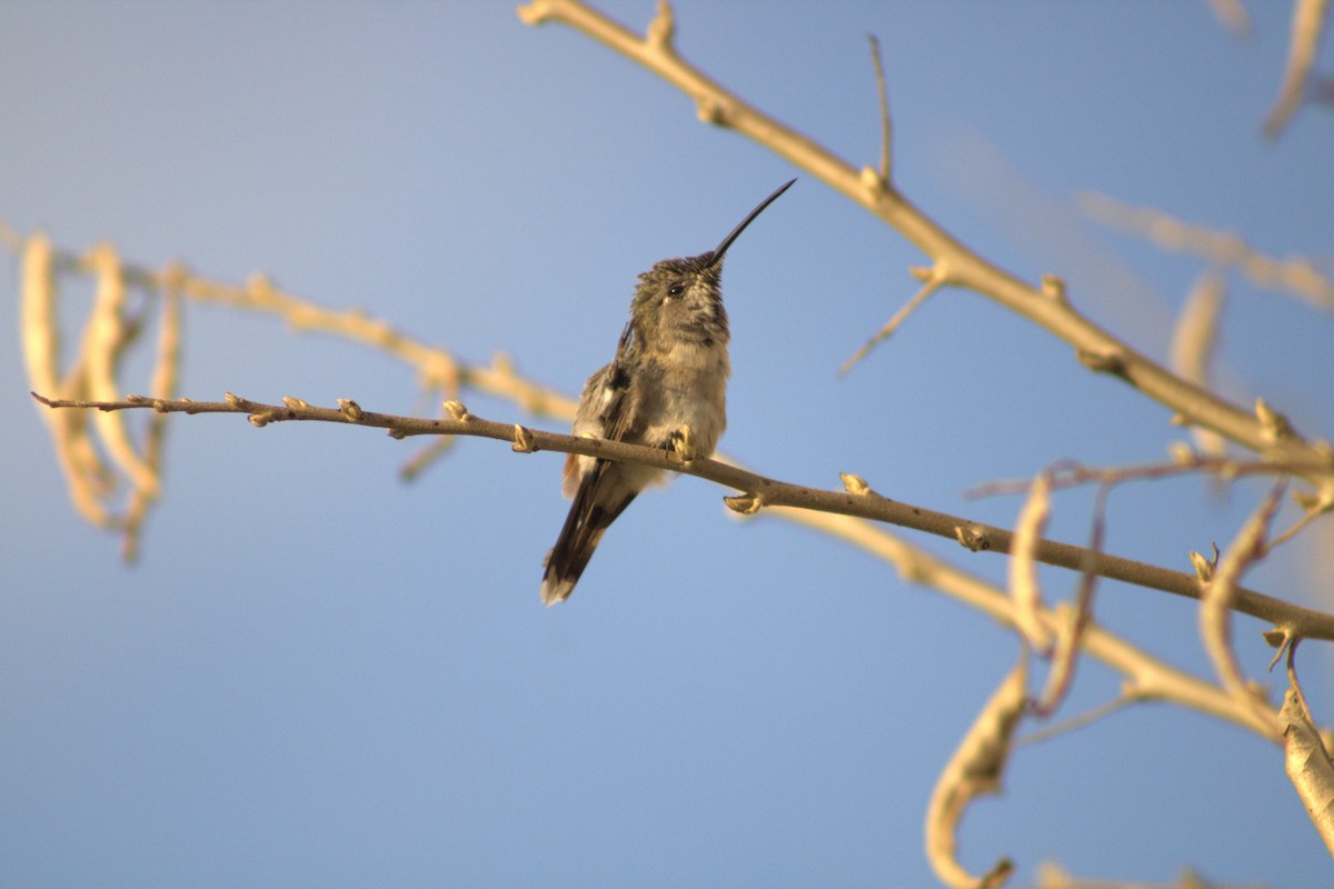 Colibrí del Atacama - ML595439411