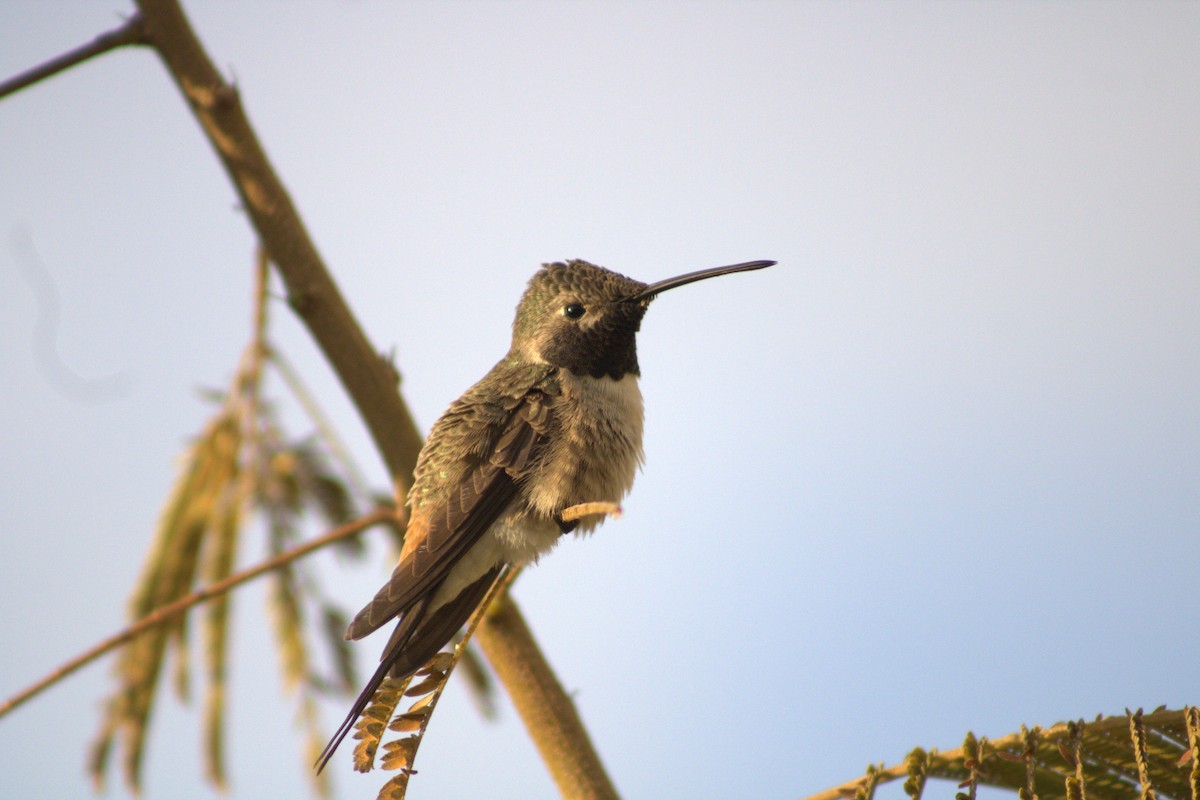 Oasis Hummingbird - Brian Sampson