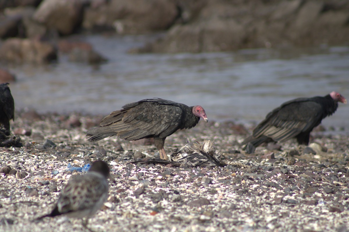 Turkey Vulture - Brian Sampson