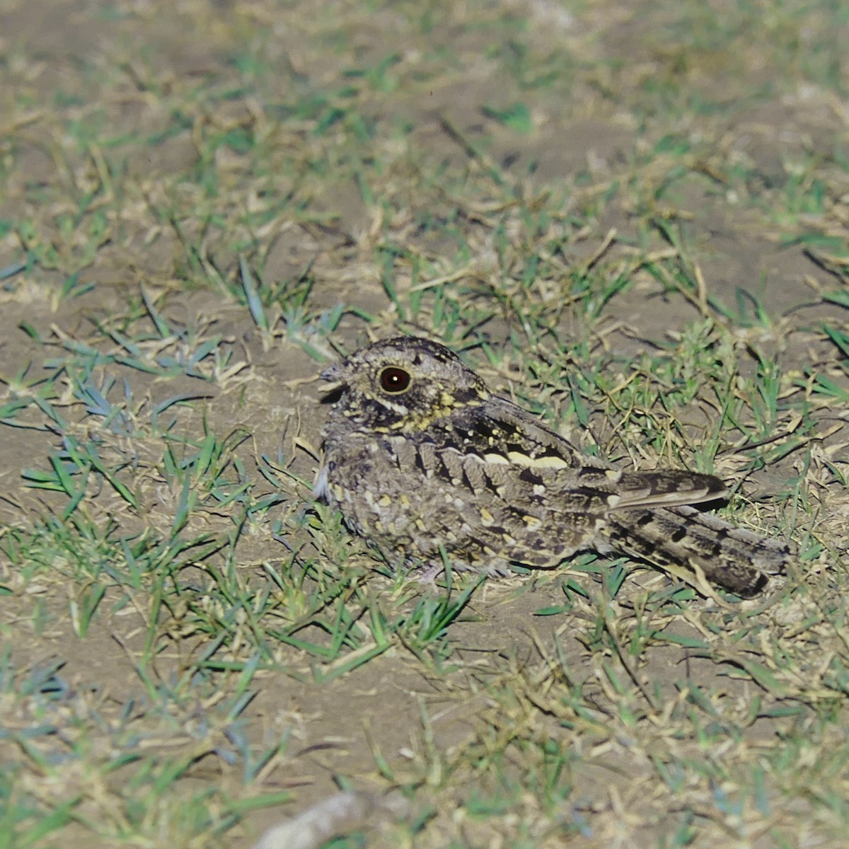 Sombre Nightjar - Werner Suter