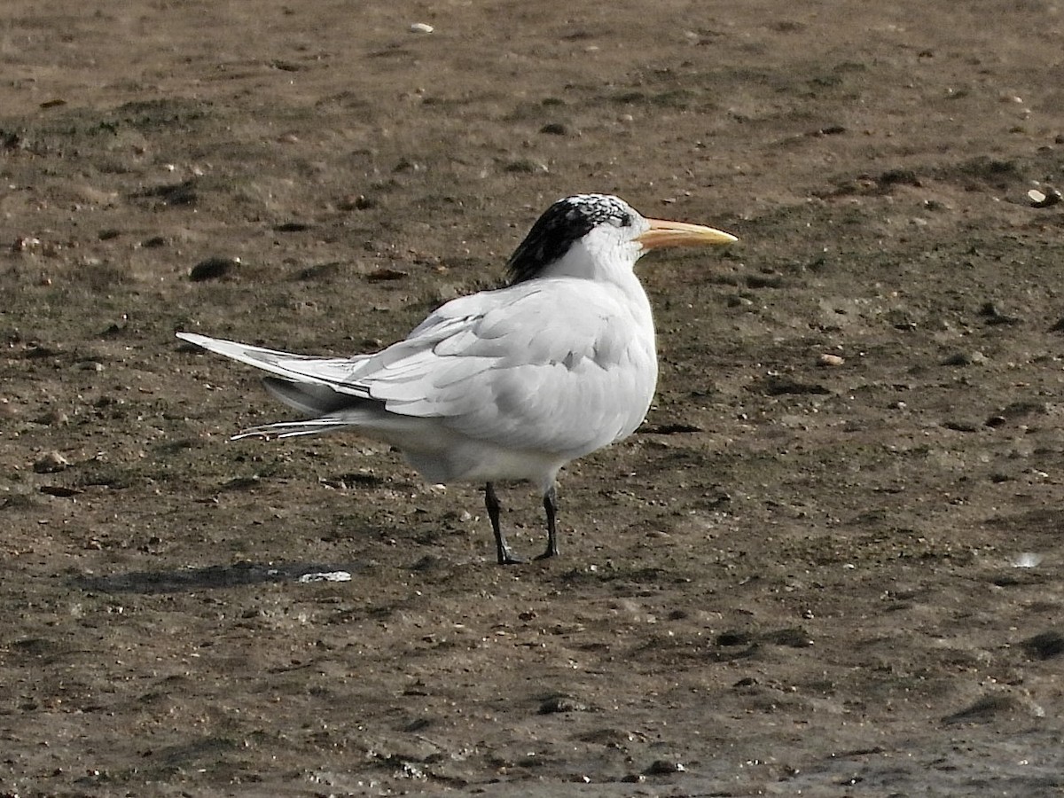 West African Crested Tern - Juanjo Cipriano