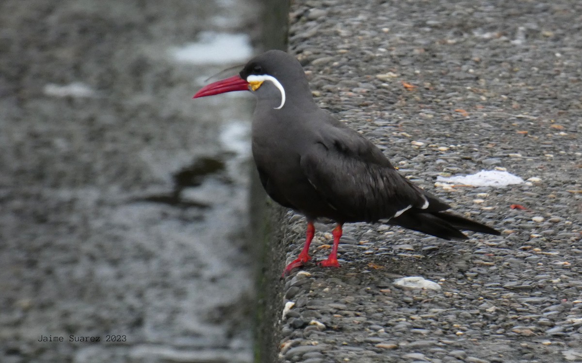 Inca Tern - jaime  suarez mejia