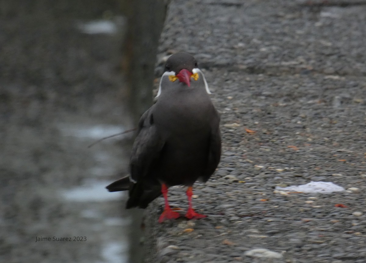 Inca Tern - jaime  suarez mejia