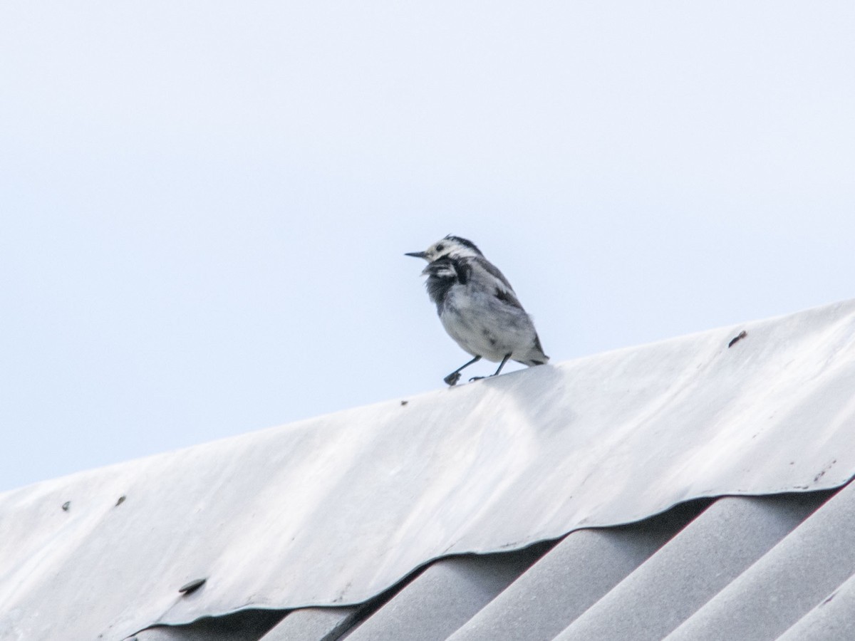 White Wagtail (Transbaikalian) - ML595440891