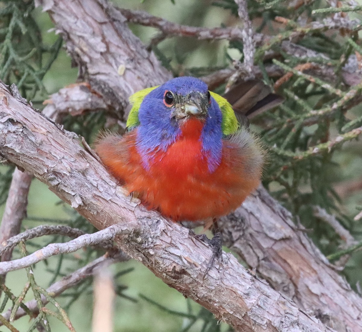 Painted Bunting - ML595441561