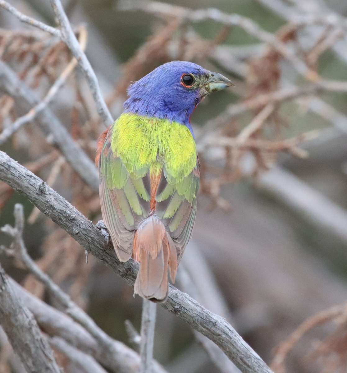 Painted Bunting - ML595441571