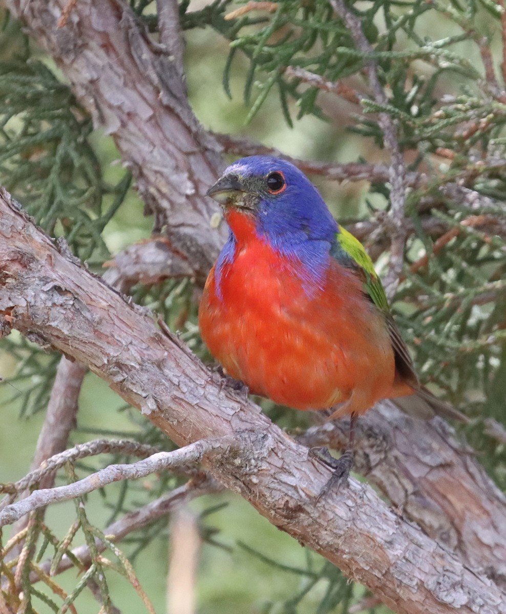 Painted Bunting - ML595441581