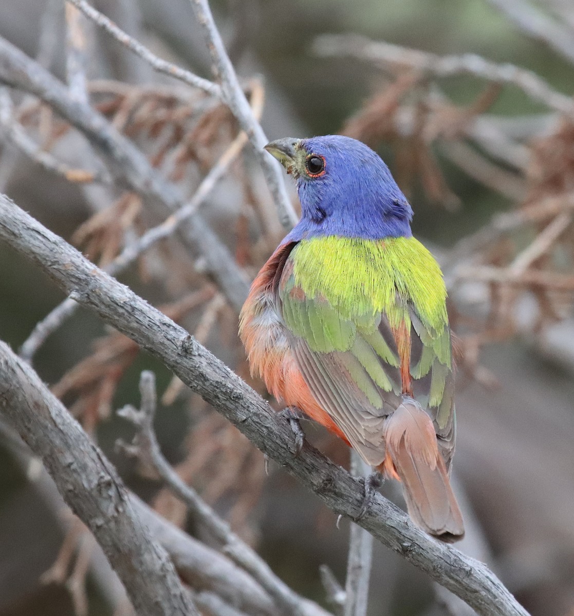 Painted Bunting - ML595441591