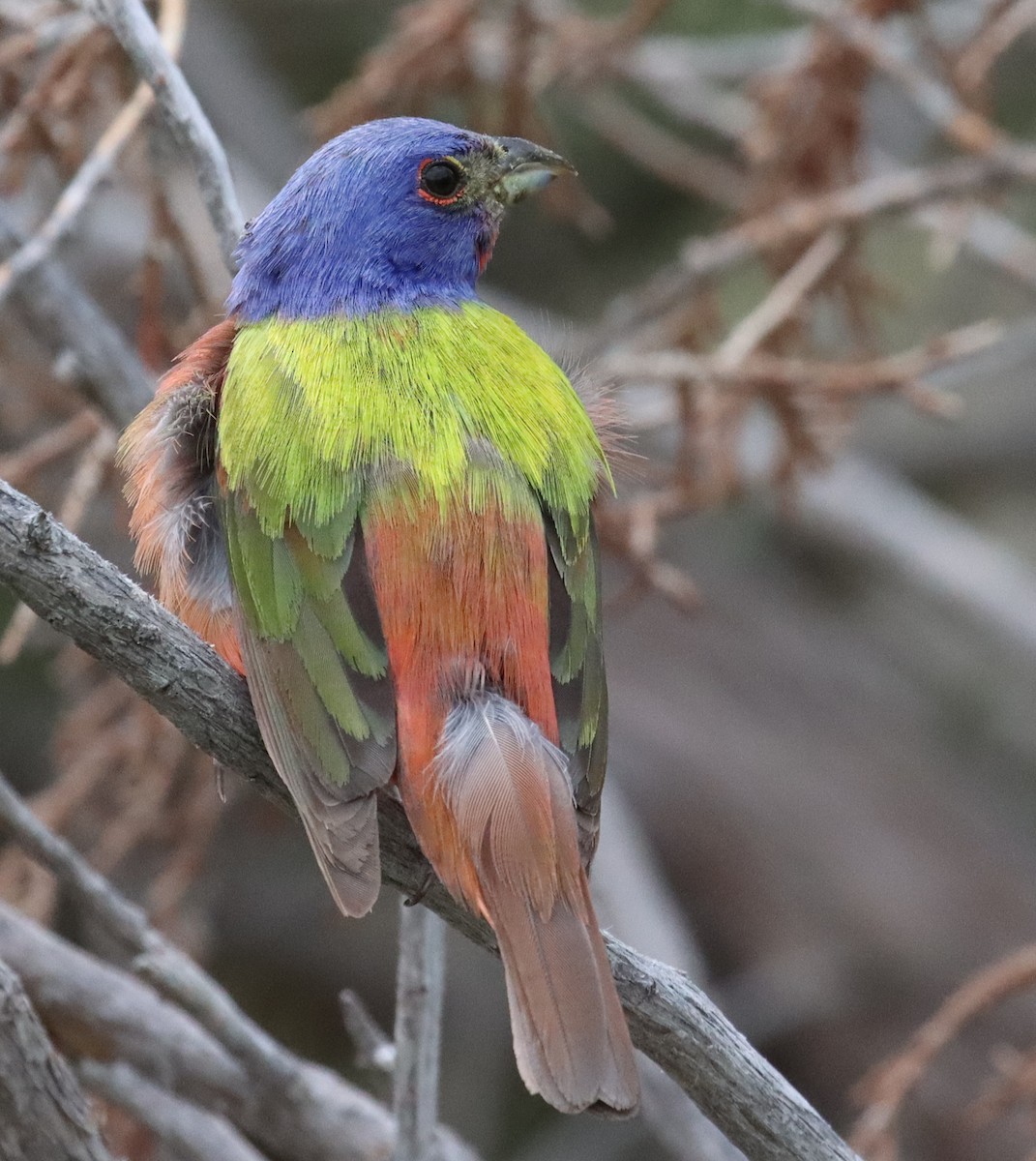 Painted Bunting - ML595441601