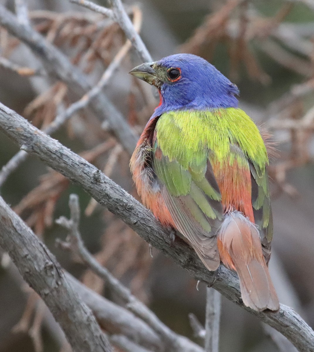 Painted Bunting - ML595441611