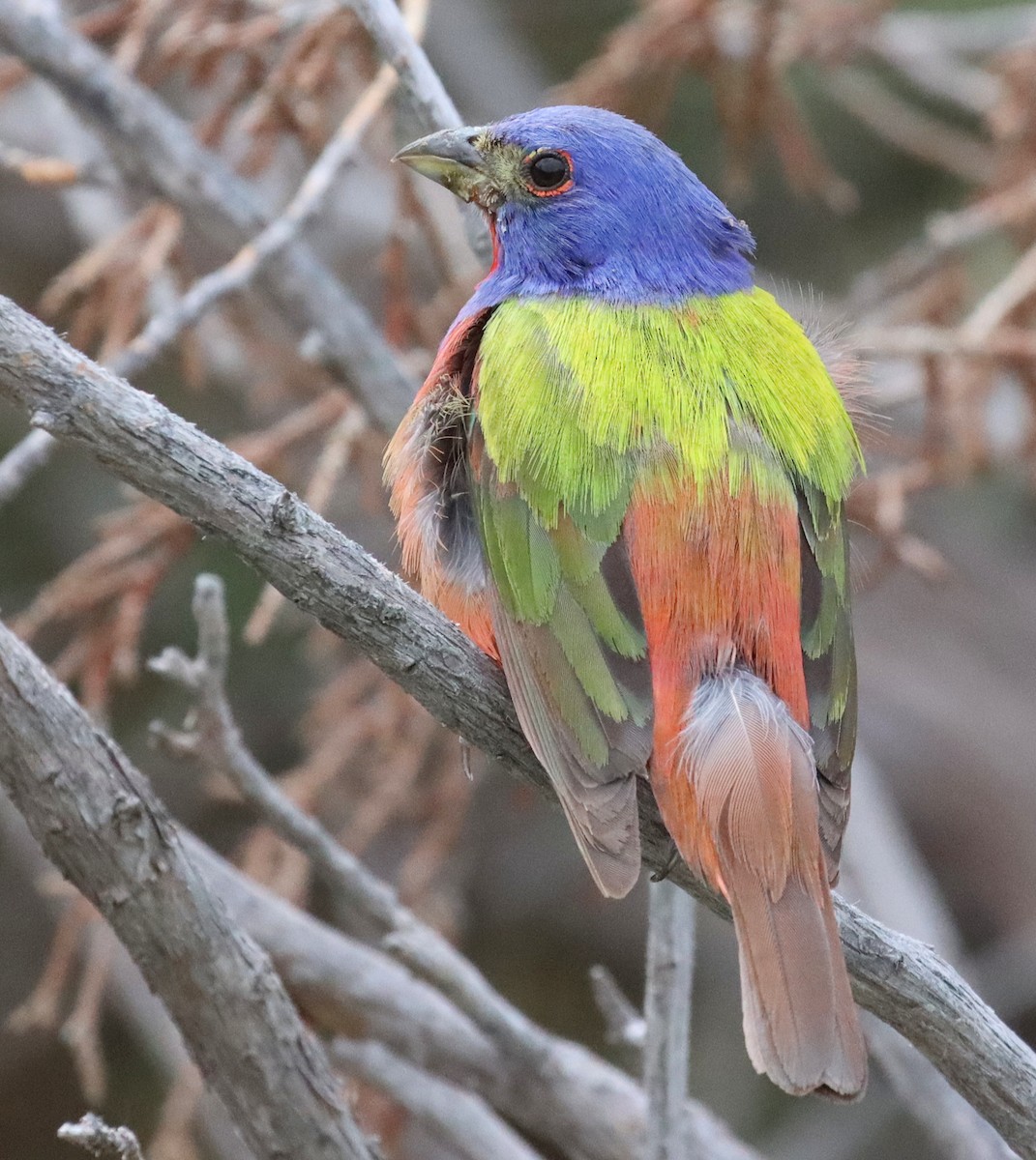 Painted Bunting - ML595441621