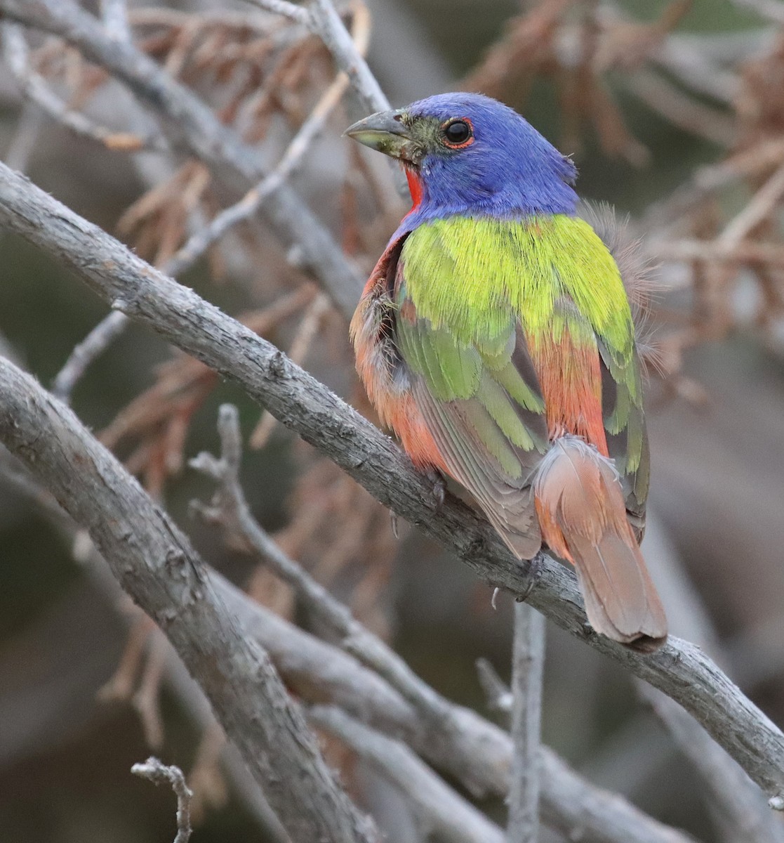 Painted Bunting - ML595441631