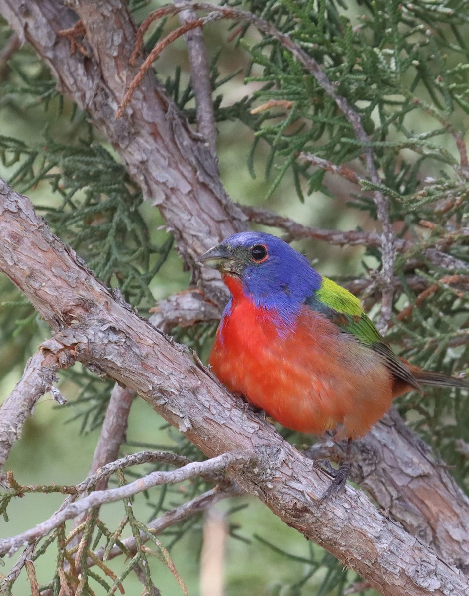 Painted Bunting - ML595441641
