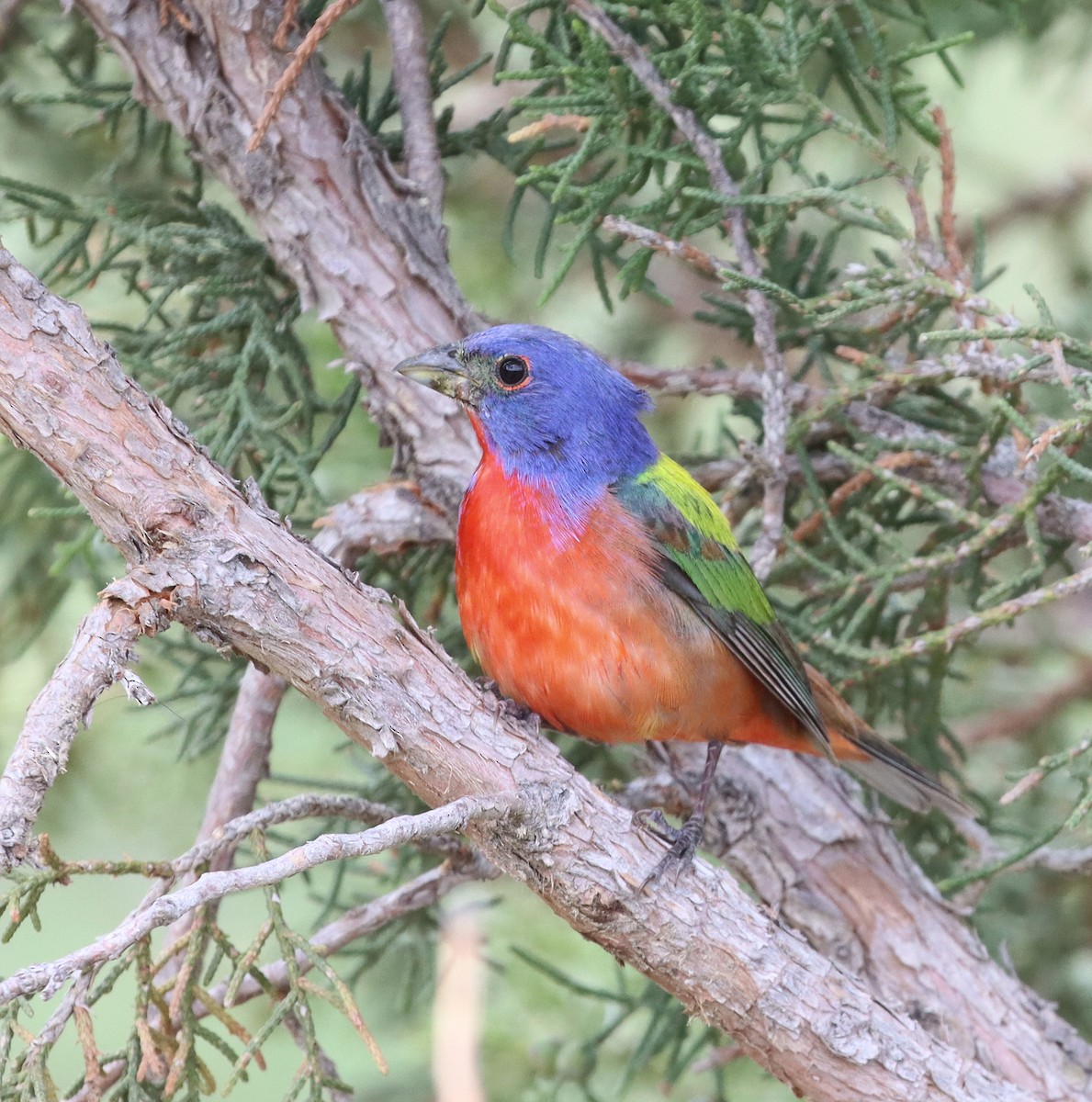 Painted Bunting - ML595441651