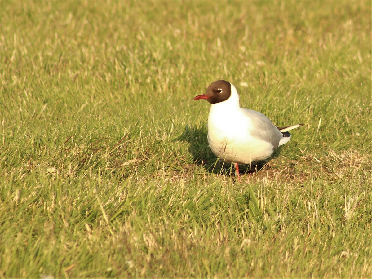 Black-headed Gull - Paula Anunciação