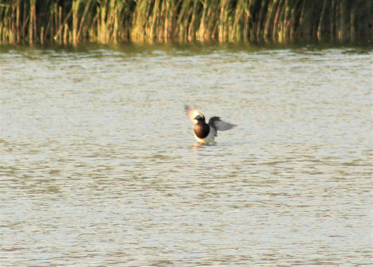 Long-tailed Duck - ML595442131