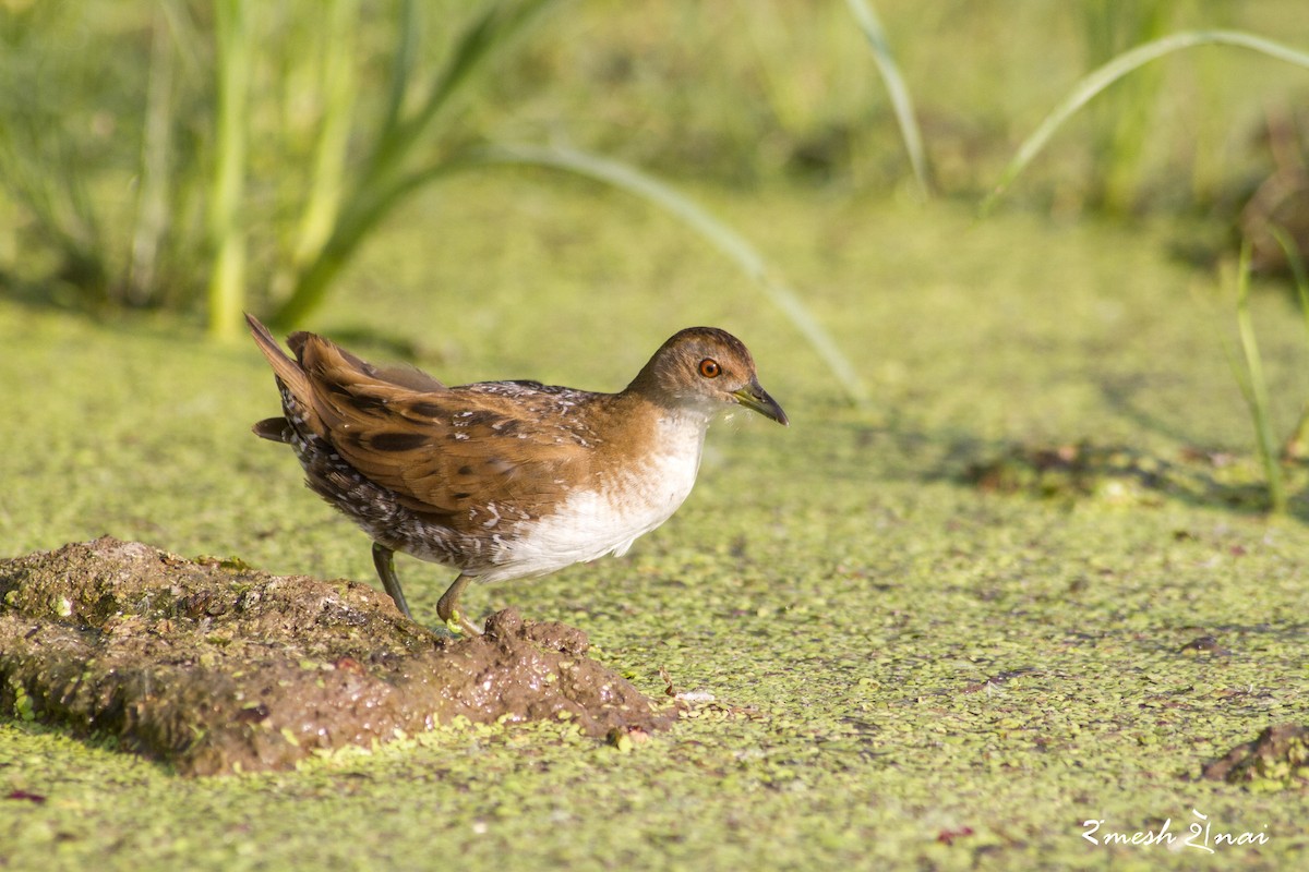 Baillon's Crake - Ramesh Shenai