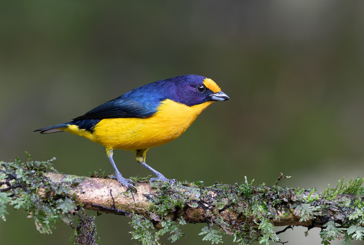 Violaceous Euphonia - ML595443901