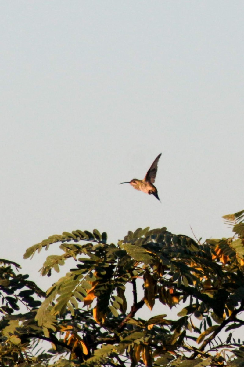 White-tailed Goldenthroat - Isabella Surjus