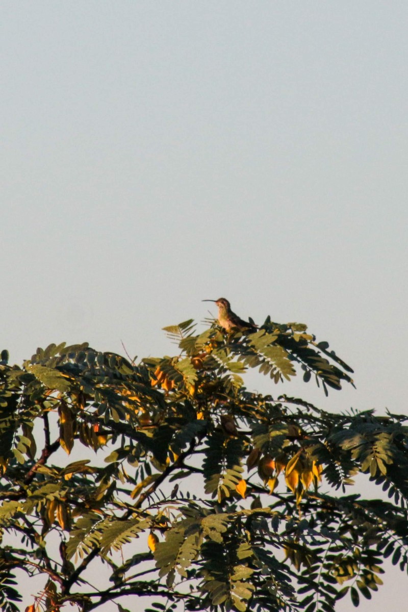 White-tailed Goldenthroat - Isabella Surjus