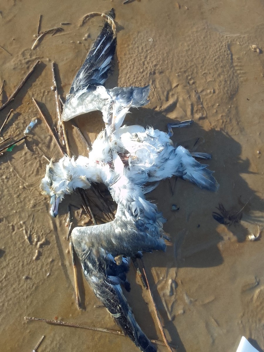 Southern Fulmar - Bettina Amorín