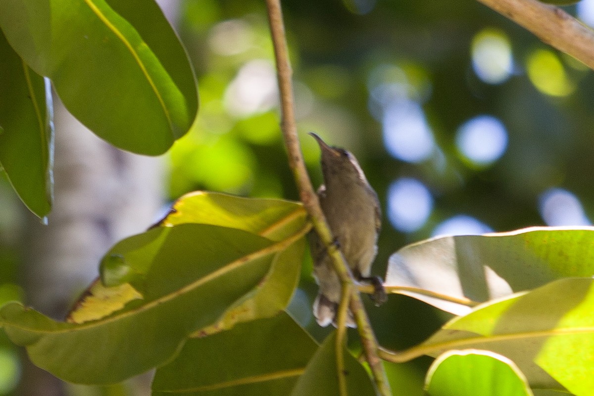 Seychelles Sunbird - ML595444891