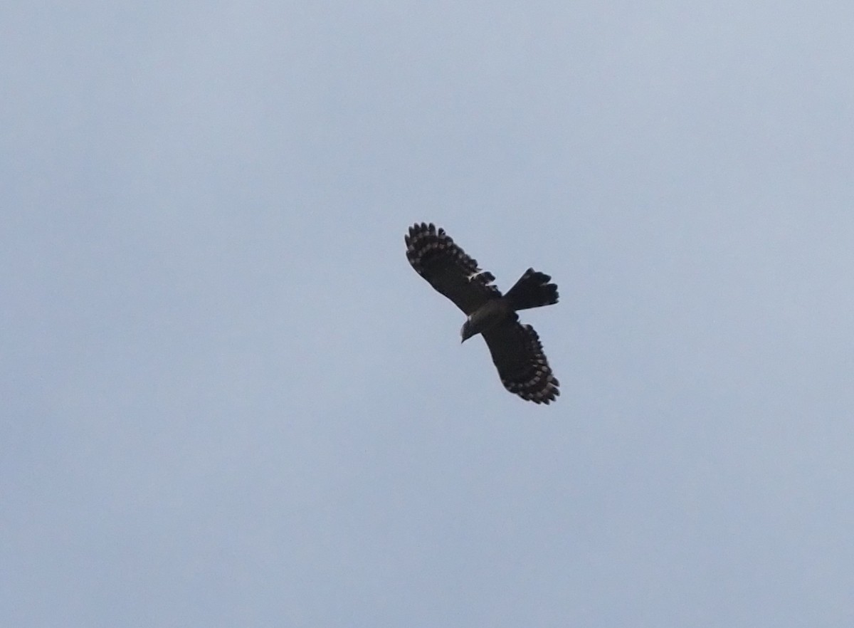 Long-tailed Honey-buzzard - ML595445611