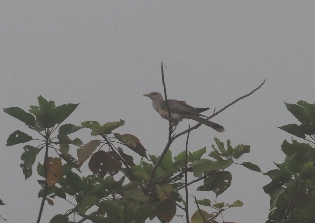 Channel-billed Cuckoo - ML595446591