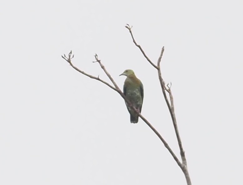 Pink-spotted Fruit-Dove - ML595446711