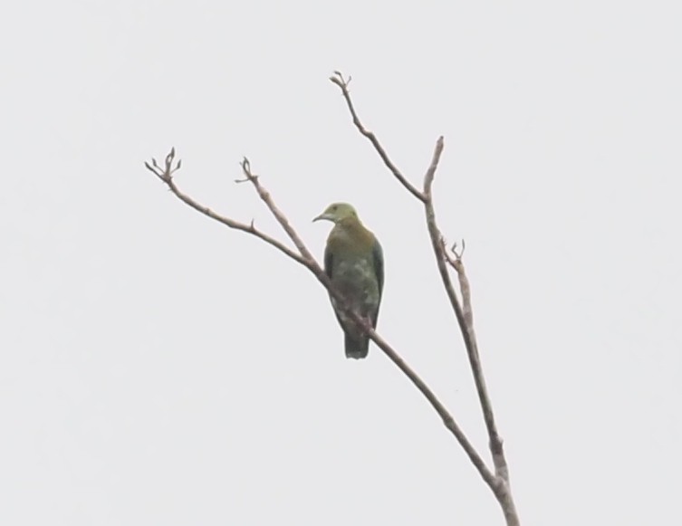 Pink-spotted Fruit-Dove - Stephan Lorenz