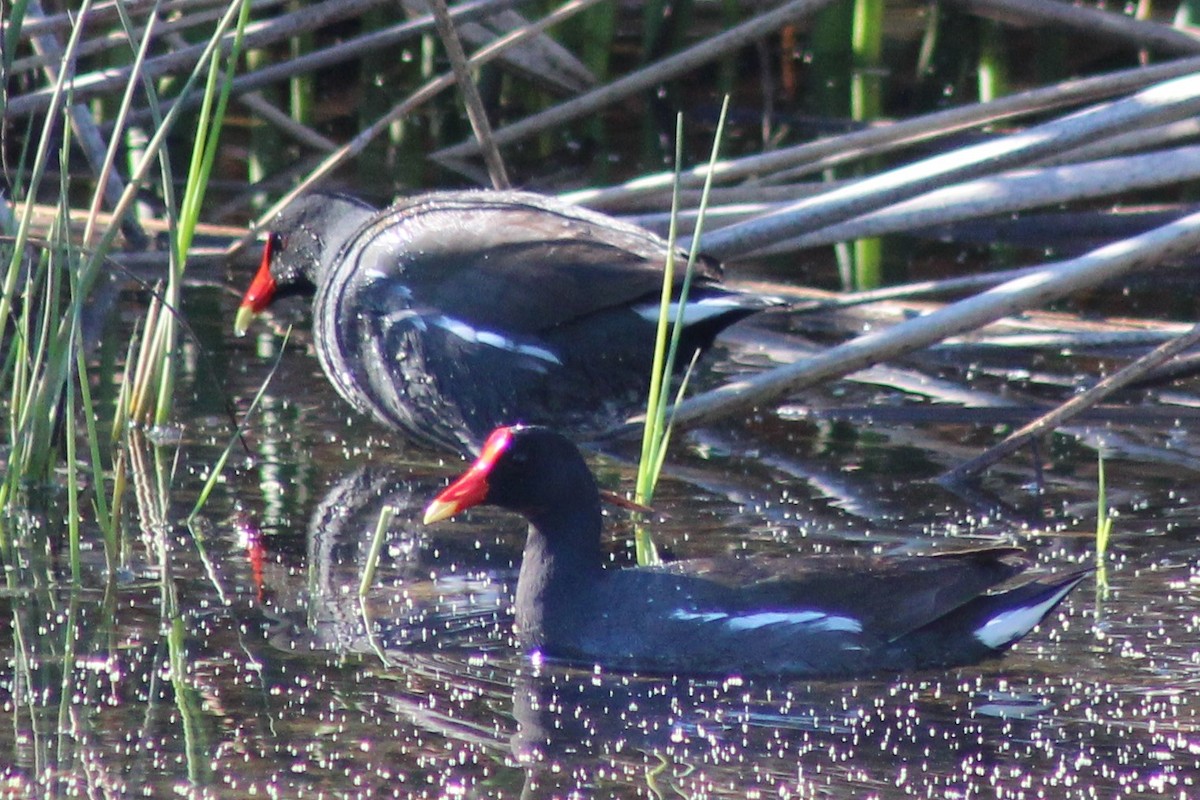 Common Gallinule - ML59544681