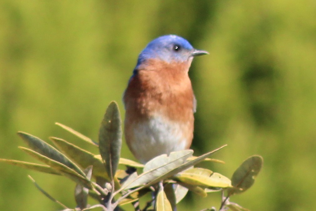 Eastern Bluebird - ML59544691