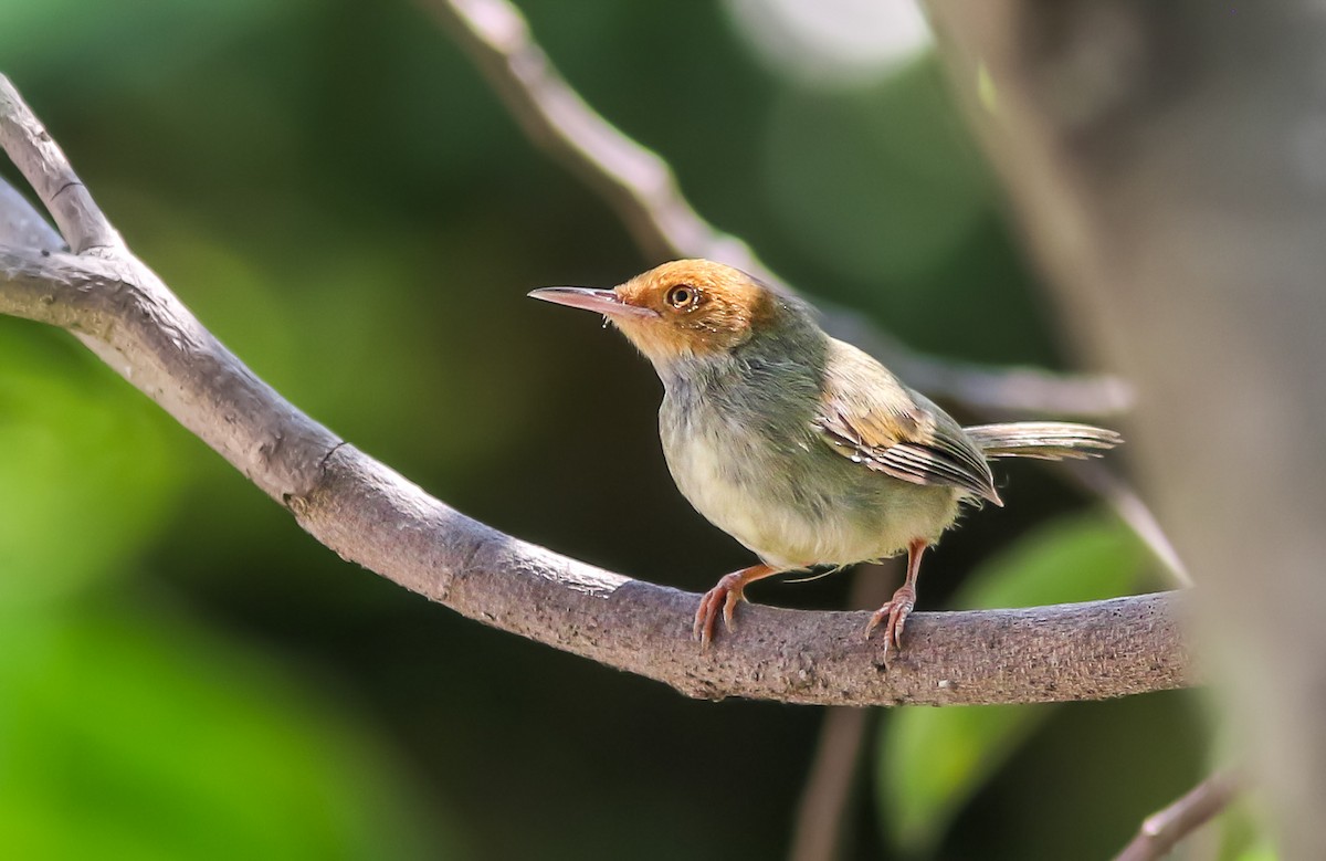 Rostwangen-Schneidervogel - ML595447091