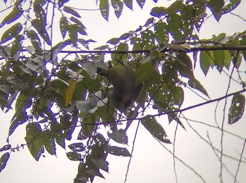 Yellow-vented Green-Pigeon - ML595447671